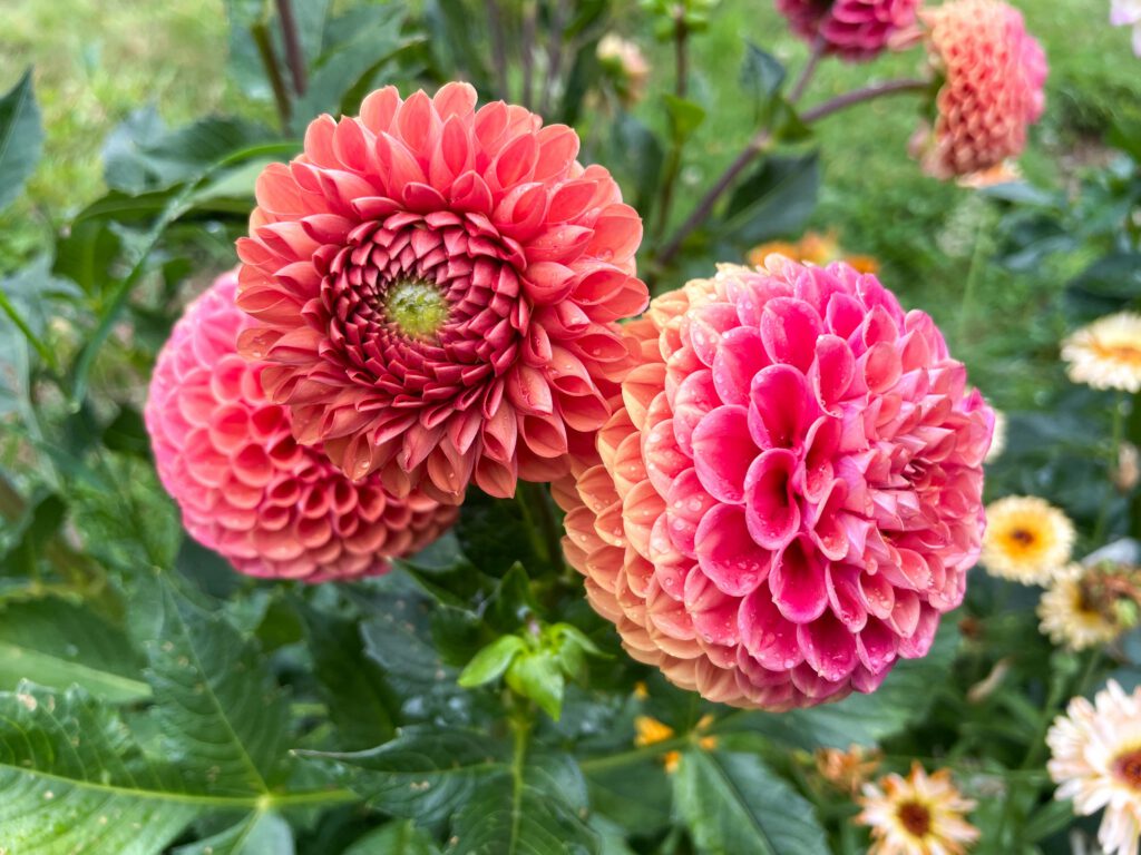 A photo of a cluster of coral coloured dahlias
